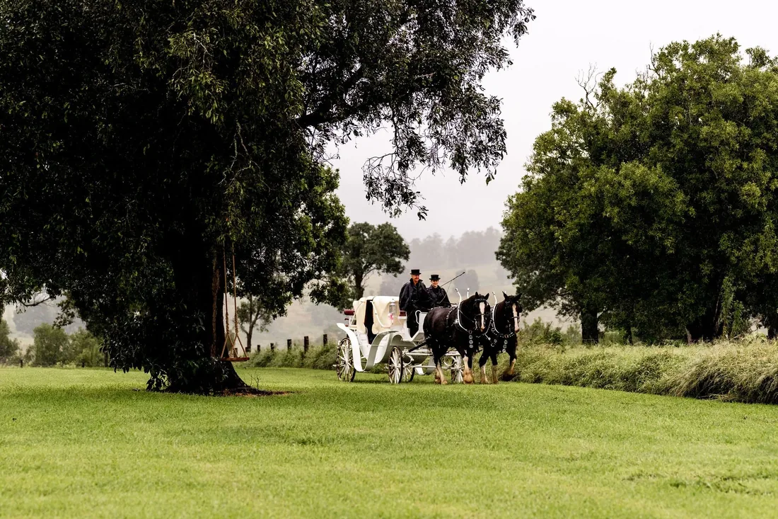 Horse and carriage arriving at Carrie and Chris' wedding at Maroon Hill Estate